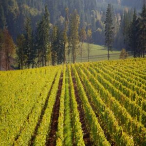 homes for sale mcminnville oregon